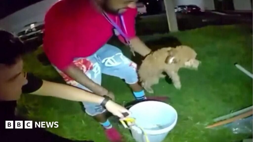 Watch: Puppy rescued from drain using a bucket and cheese