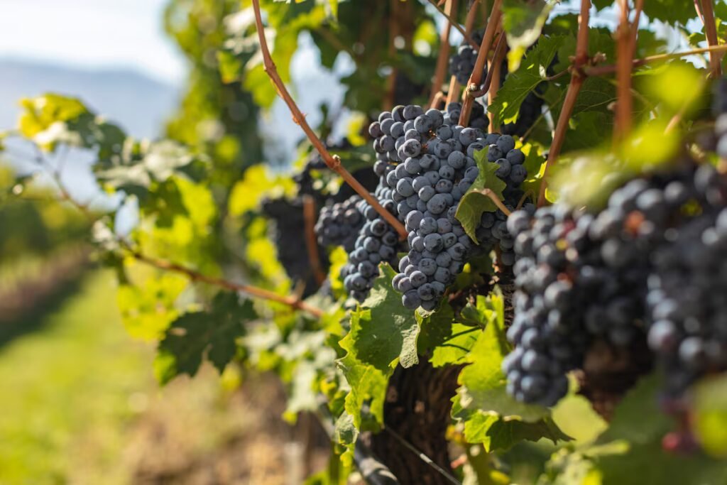 From heartbreak to happiness, pinot noir makes itself at home in Canadian vineyards