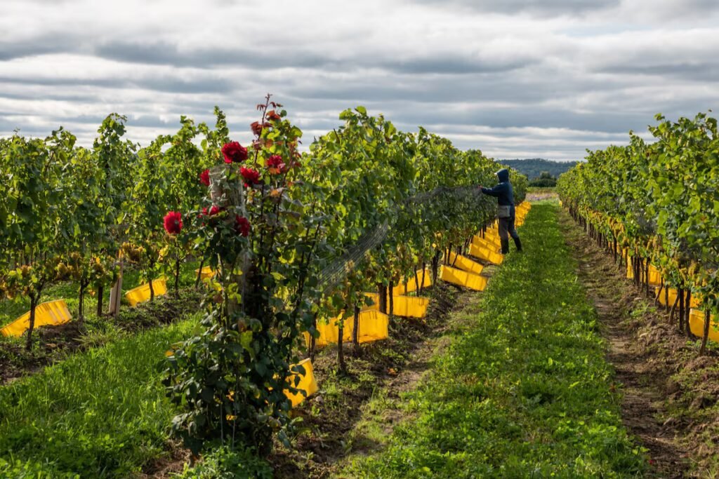 A new Niagara-on-the-Lake pinot noir makes a grand entrance