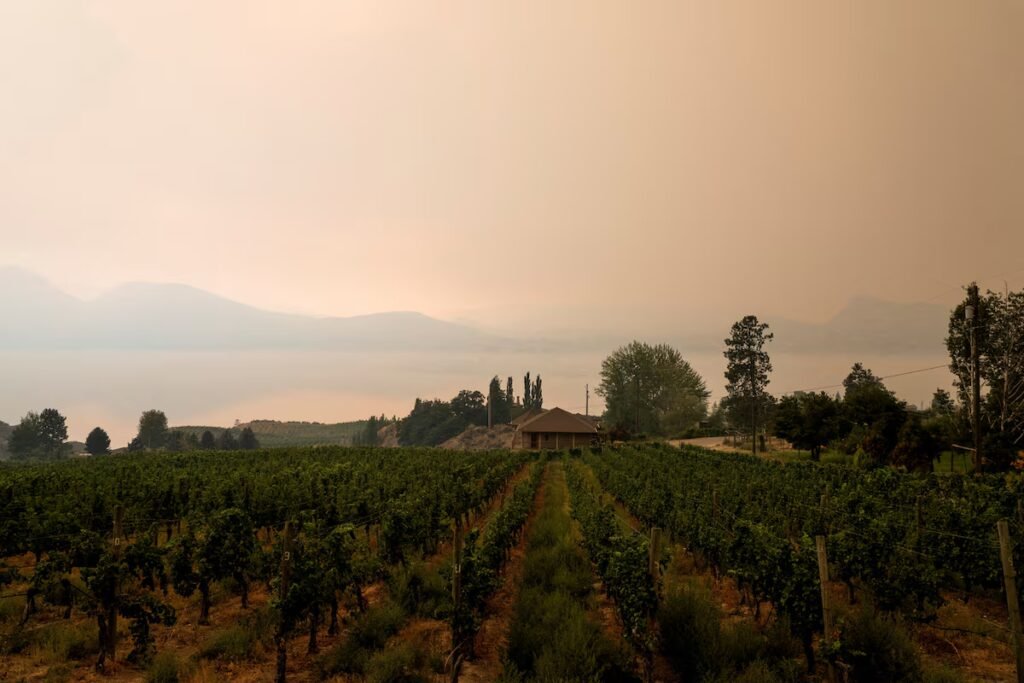 Recovering from Okanagan wildfires, Summerland’s wineries work toward the future
